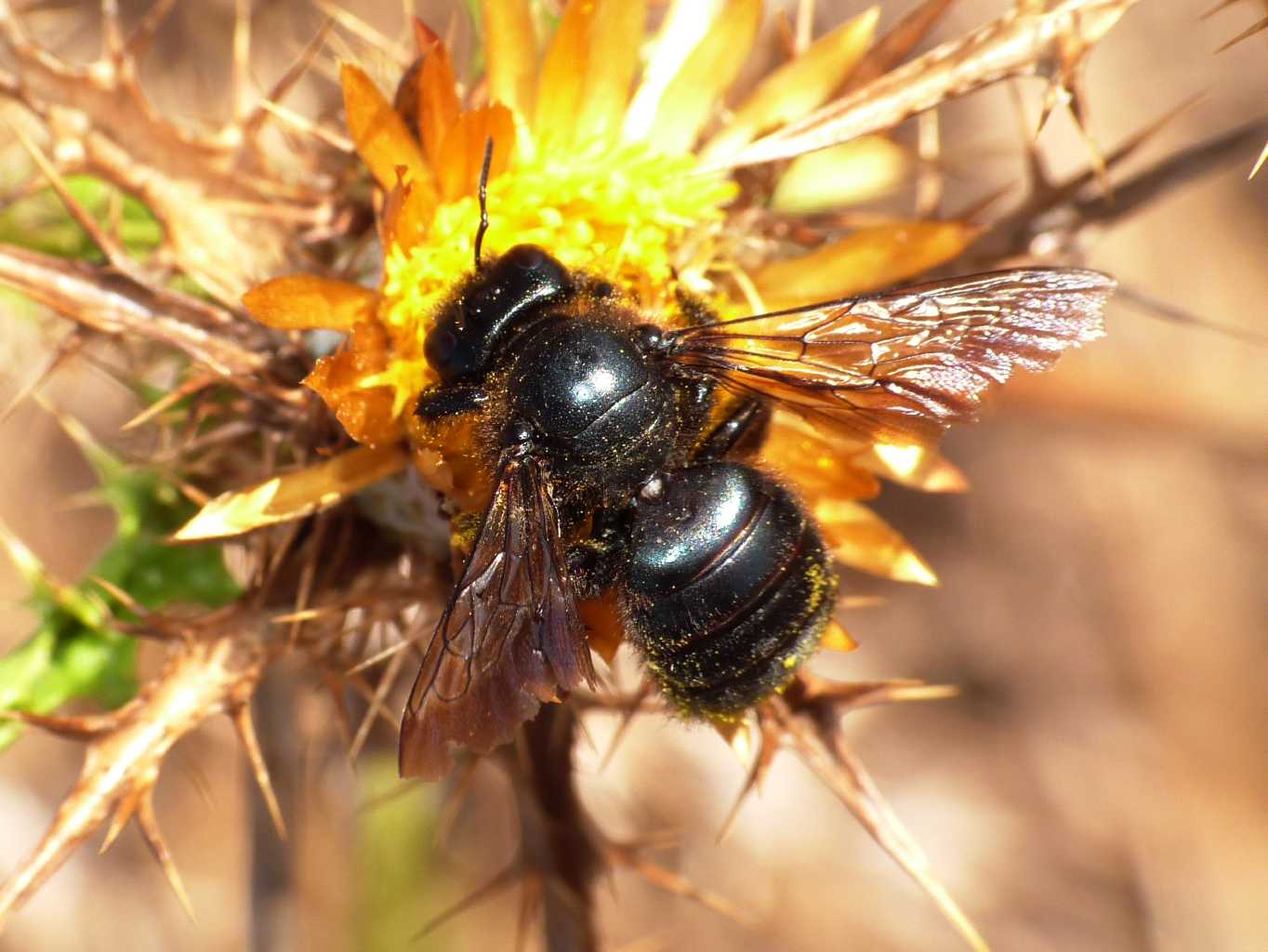 A ciascuno il suo fiore: Xylocopa violacea e Xylocopa iris